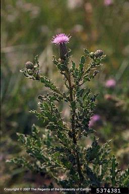 Canada thistle, Cirsium arvense  (Asterales: Asteraceae) - 5374381