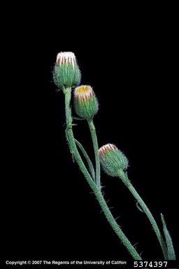 hairy fleabane, Conyza bonariensis  (Asterales: Asteraceae) - 5374397