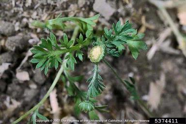 southern brassbuttons, Cotula australis  (Asterales: Asteraceae) - 5374411