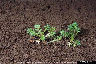 Mexican brassbuttons, Cotula mexicana  (Asterales: Asteraceae) - 5374412