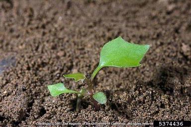 cape ivy, Delairea odorata  (Asterales: Asteraceae) - 5374436