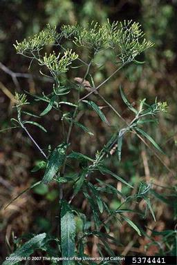 Australian burnweed, Erechtites minimus  (Asterales: Asteraceae) - 5374441