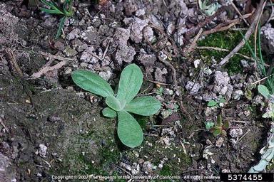 Jersey cudweed, Pseudognaphalium luteoalbum  (Asterales: Asteraceae) - 5374455