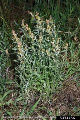 purple cudweed, Gamochaeta purpurea  (Asterales: Asteraceae) - 5374456