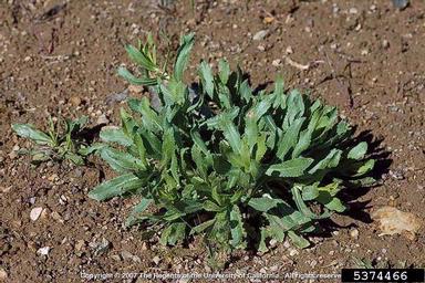 curlycup gumweed, Grindelia squarrosa var. serrulata (Asterales: Asteraceae) - 5374466