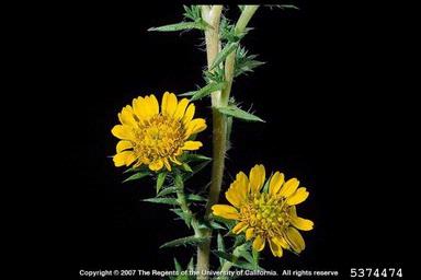 common tarweed, Centromadia pungens ssp. pungens (Asterales: Asteraceae) - 5374474