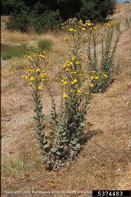 telegraphplant, Heterotheca grandiflora  (Asterales: Asteraceae) - 5374483
