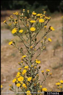 telegraphplant, Heterotheca grandiflora  (Asterales: Asteraceae) - 5374484