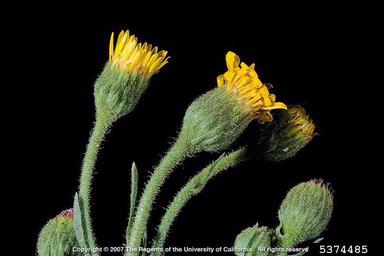 telegraphplant, Heterotheca grandiflora  (Asterales: Asteraceae) - 5374485