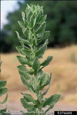 telegraphplant, Heterotheca grandiflora  (Asterales: Asteraceae) - 5374486