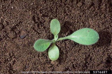 telegraphplant, Heterotheca grandiflora  (Asterales: Asteraceae) - 5374487