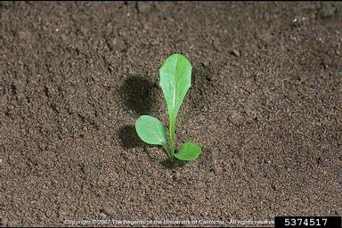 willowleaf lettuce, Lactuca saligna  (Asterales: Asteraceae) - 5374517