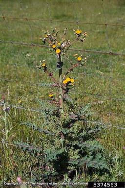 spiny sowthistle, Sonchus asper  (Asterales: Asteraceae) - 5374563