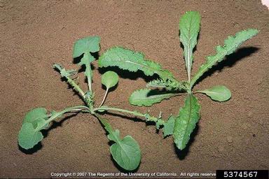 spiny sowthistle, Sonchus asper  (Asterales: Asteraceae) - 5374567