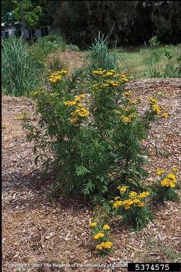 common tansy, Tanacetum vulgare  (Asterales: Asteraceae) - 5374575