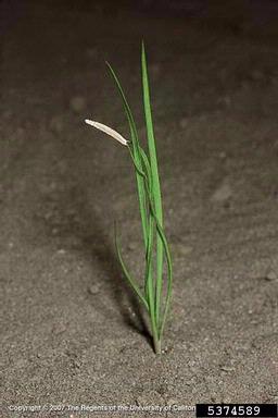 western salsify, Tragopogon dubius  (Asterales: Asteraceae) - 5374589