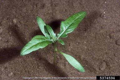 spiny cocklebur, Xanthium spinosum  (Asterales: Asteraceae) - 5374594