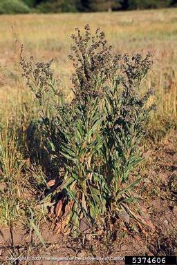 houndstongue, Cynoglossum officinale  (Lamiales: Boraginaceae) - 5374606