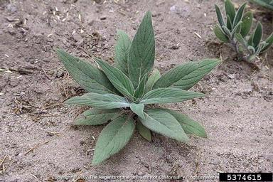 pride of Madeira, Echium candicans  (Lamiales: Boraginaceae) - 5374615
