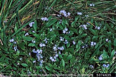 true forget-me-not, Myosotis scorpioides  (Lamiales: Boraginaceae) - 5374635