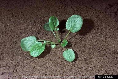 yellow rocket, Barbarea vulgaris  (Capparales: Brassicaceae) - 5374646