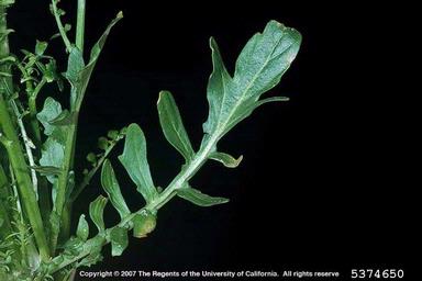 early wintercress, Barbarea verna  (Capparales: Brassicaceae) - 5374650