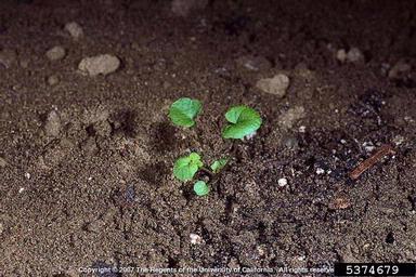 little western bittercress, Cardamine oligosperma  (Capparales: Brassicaceae) - 5374679