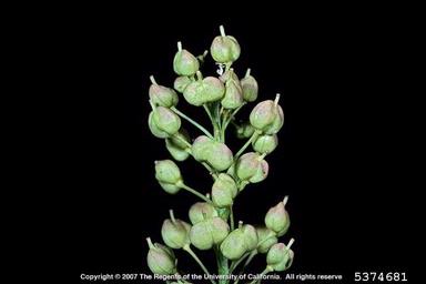 orbicular whitetop, Lepidium chalepense  (Capparales: Brassicaceae) - 5374681