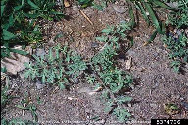 flixweed, Descurainia sophia  (Capparales: Brassicaceae) - 5374706