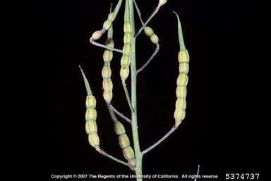 wild radish, Raphanus raphanistrum  (Capparales: Brassicaceae) - 5374737