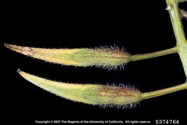 white mustard, Sinapis alba  (Capparales: Brassicaceae) - 5374764