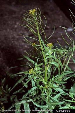 London rocket, Sisymbrium irio  (Capparales: Brassicaceae) - 5374777