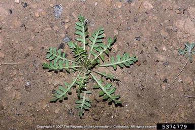 London rocket, Sisymbrium irio  (Capparales: Brassicaceae) - 5374779