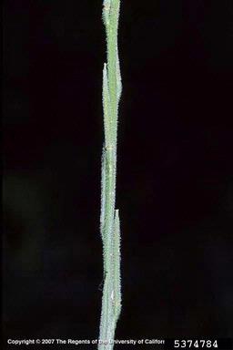 hedge mustard, Sisymbrium officinale  (Capparales: Brassicaceae) - 5374784