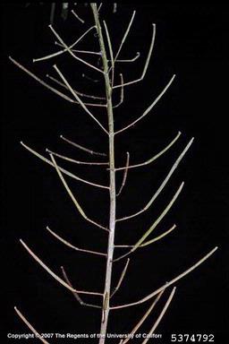 tall hedge mustard, Sisymbrium loeselii  (Capparales: Brassicaceae) - 5374792