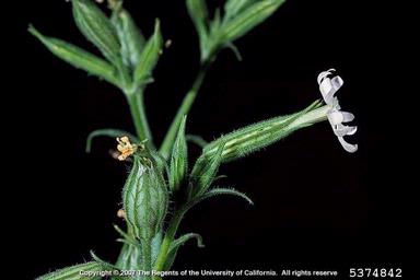 nightflowering catchfly, Silene noctiflora  (Caryophyllales: Caryophyllaceae) - 5374842