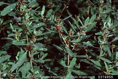 Australian saltbush, Atriplex semibaccata  (Caryophyllales: Chenopodiaceae) - 5374855