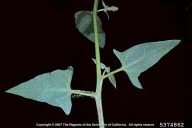 triangle orach, Atriplex prostrata  (Caryophyllales: Chenopodiaceae) - 5374862