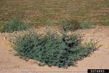 fivehook bassia, Bassia hyssopifolia  (Caryophyllales: Chenopodiaceae) - 5374863