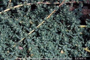 Mexican fireweed, Kochia scoparia  (Caryophyllales: Chenopodiaceae) - 5374870