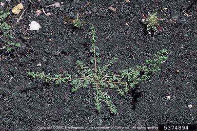 clammy goosefoot, Dysphania pumilio  (Caryophyllales: Chenopodiaceae) - 5374894