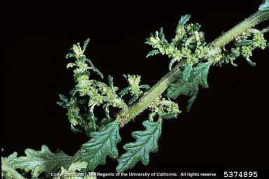 clammy goosefoot, Dysphania pumilio  (Caryophyllales: Chenopodiaceae) - 5374895