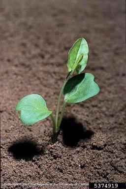 field bindweed, Convolvulus arvensis  (Solanales: Convolvulaceae) - 5374919