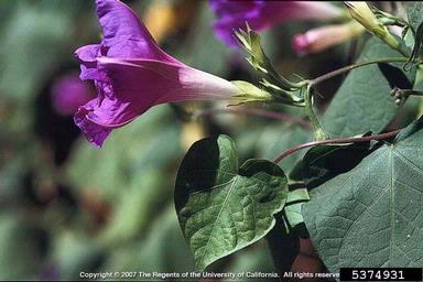 tall morningglory, Ipomoea purpurea  (Solanales: Convolvulaceae) - 5374931