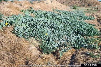buffalo gourd, Cucurbita foetidissima  (Violales: Cucurbitaceae) - 5374938