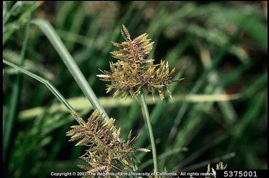 whiteedge flatsedge, Cyperus flavicomus  (Cyperales: Cyperaceae) - 5375001