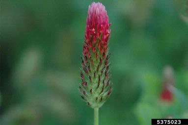 red clover, Trifolium pratense  (Fabales: Fabaceae (Leguminosae)) - 5375023