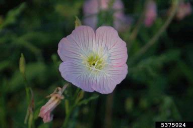 showy evening-primrose, Oenothera speciosa  (Myrtales: Onagraceae) - 5375024