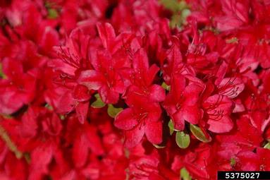 rhododendrons and azaleas, Rhododendron spp.  (Ericales: Ericaceae) - 5375027