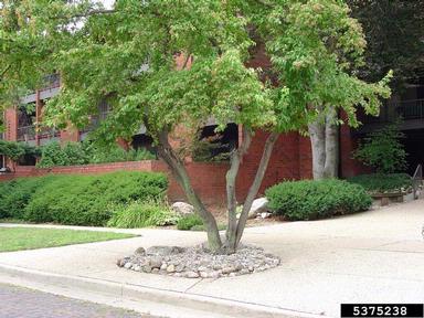 mulching,    - 5375238